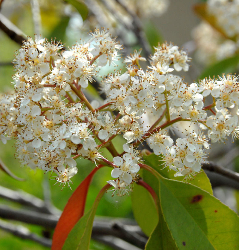 Hochstamm Glanzmispel Carre Rouge 80-100cm - Photinia Fraseri