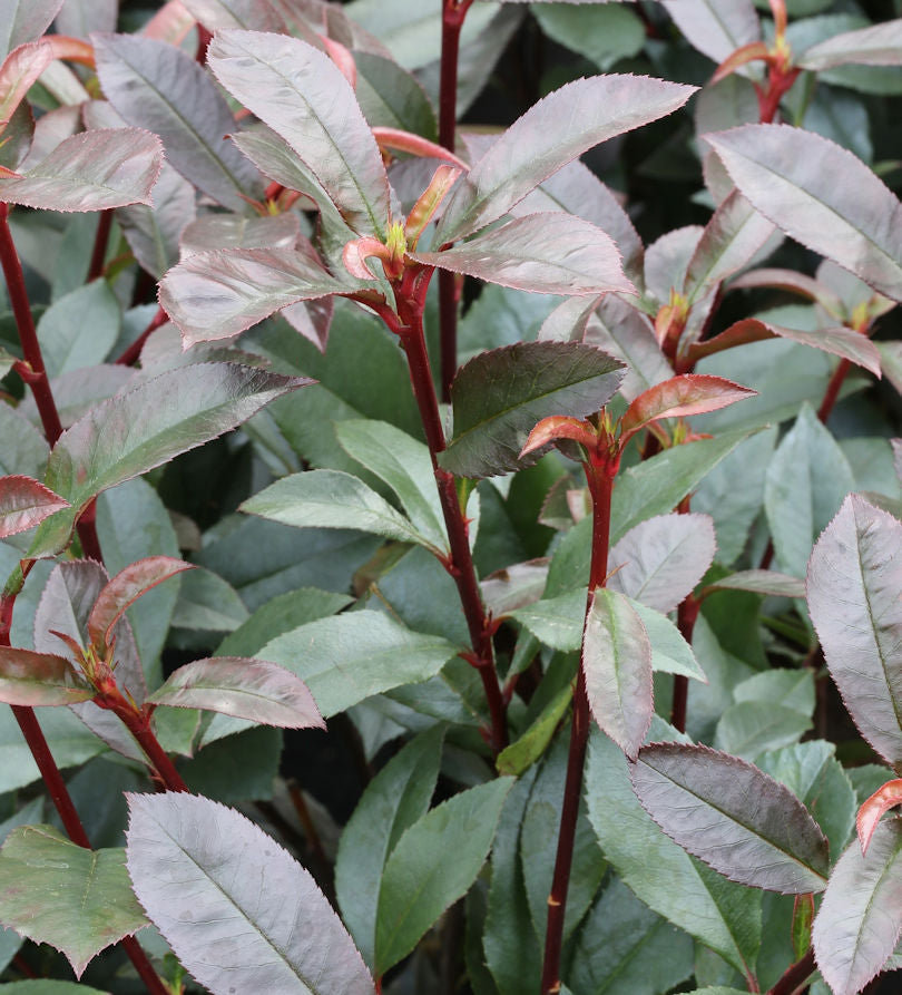 Hochstamm Kompakte Glanzmispel 40-60cm - Photinia Fraseri