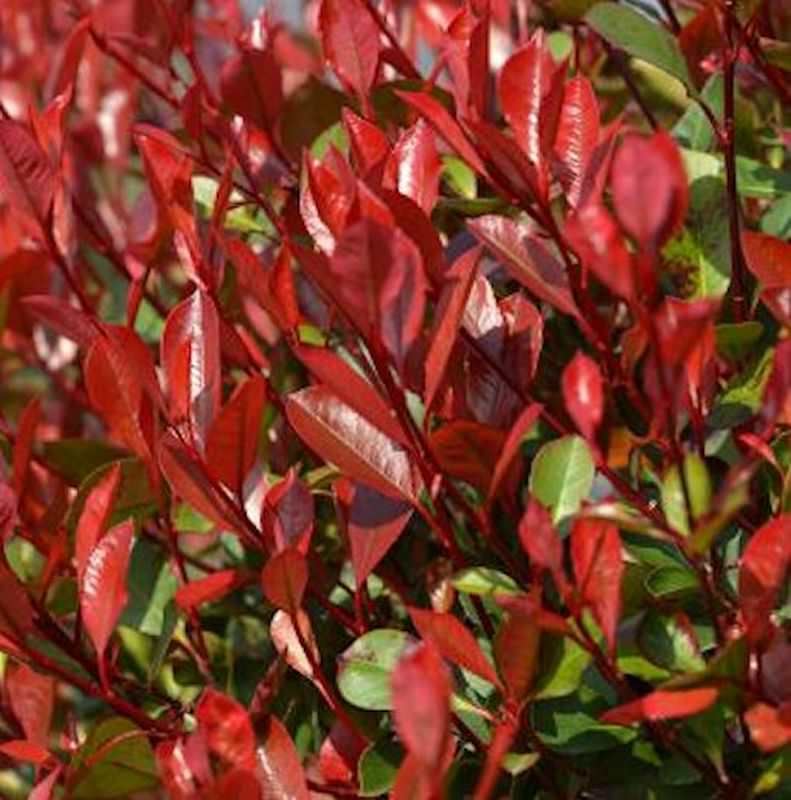 Glanzmispel Dicker Toni 80-100cm - Photinia Fraseri