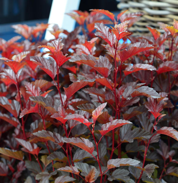 Blasenspiere Little Angel® 30-40cm - Physocarpus Opulifolius