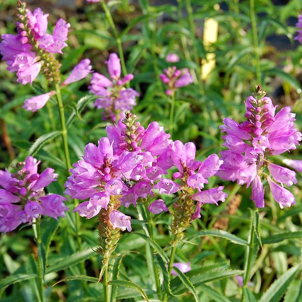 Gelenkblume Bouquet Rose - Physostegia Virginiana
