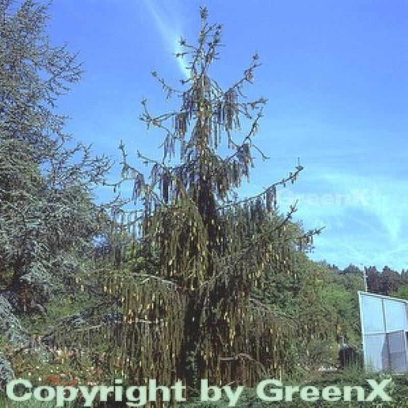 Schlangenfichte 70-80cm - Picea Abies