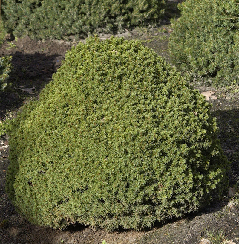 Kugelfichte Alberta Globe 10-15cm - Picea Glauca