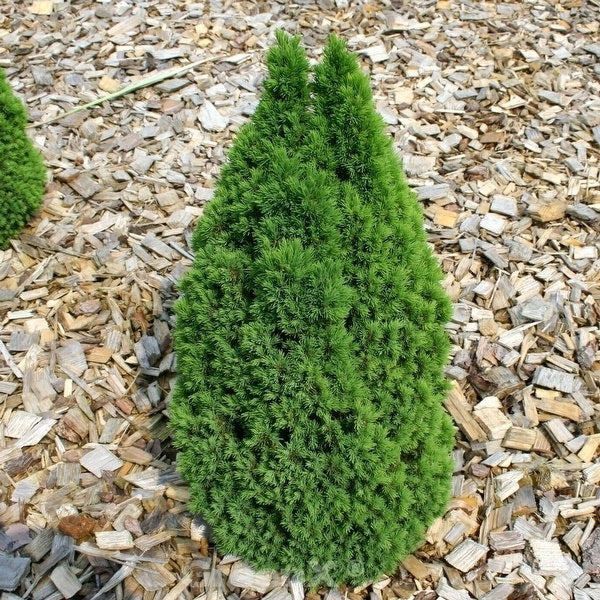 Zwerg Zuckerhutfichte Laurin 60-70cm - Picea Glauca