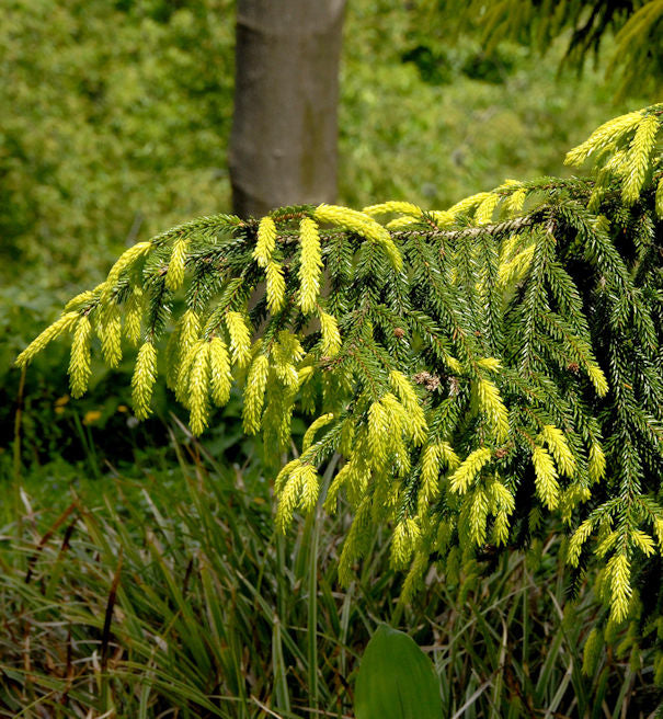 Orientalische Goldfichte 50-60cm - Picea Orientalis Aurea
