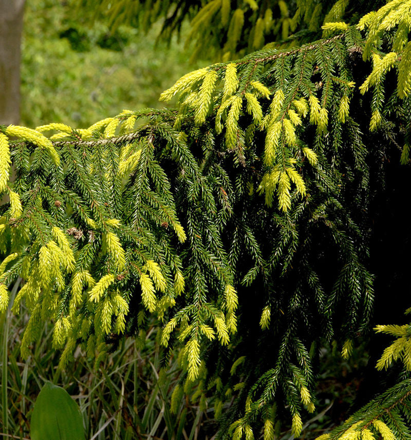 Goldspitzen-Fichte Aureaospicata 30-40cm - Picea Orientalis
