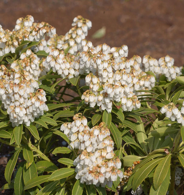 Schattenglöckchen Lavendelheide Cupido 30-40cm - Pieris Japonica