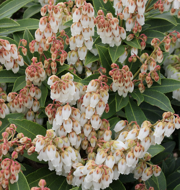 Schattenglöckchen Lavendelheide Forest Flame 20-25cm - Pieris Japonica