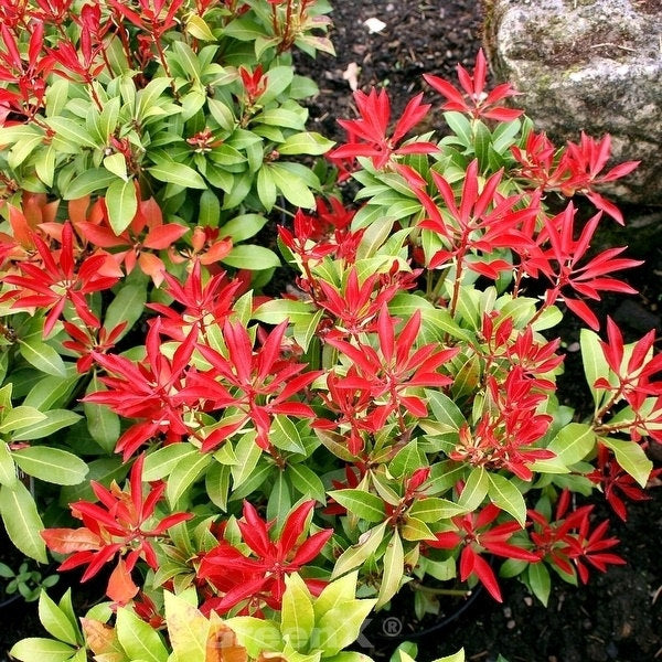 Schattenglöckchen Lavendelheide Rotkäppchen® 60-80cm - Pieris Japonica