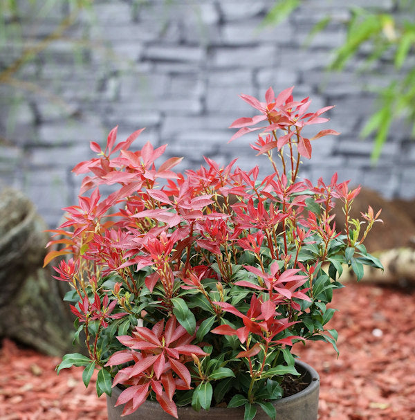Schattenglöckchen Lavendelheide Valley Fire 30-40cm - Pieris Japonica