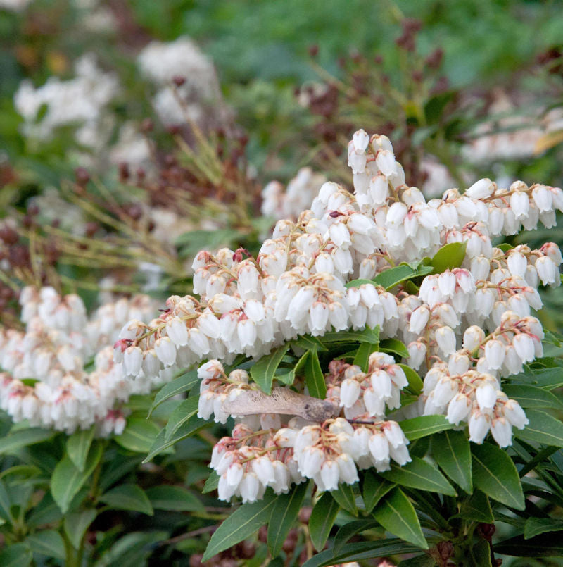 Große Lavendelheide Japanisches Schattenglöckchen 30-40cm - Pieris Japonica