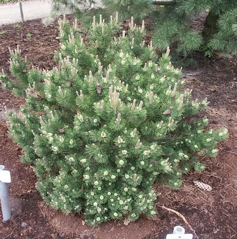 Strauchkiefer Laurin 15-20cm - Pinus Mugo