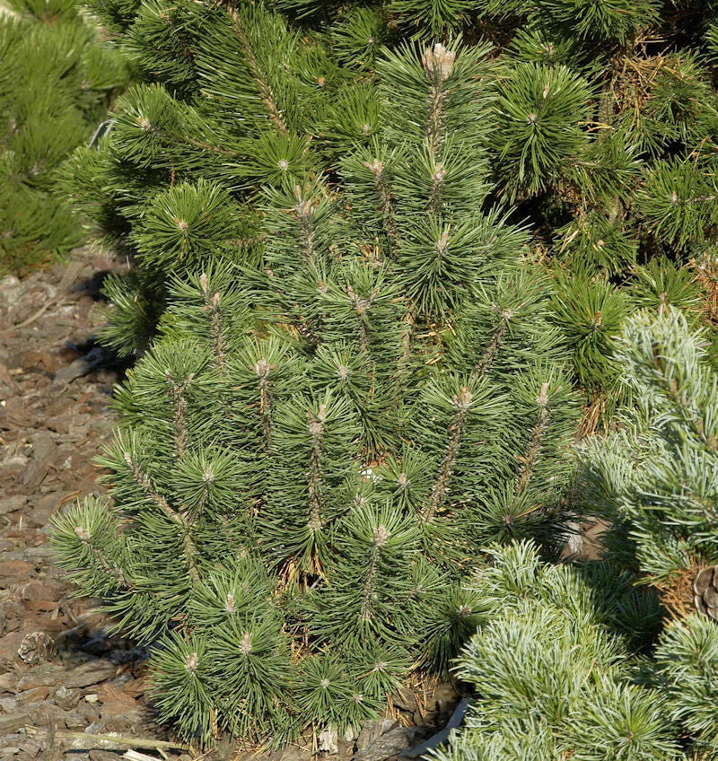 Kegel Bergkiefer 50-60cm - Pinus Mugo