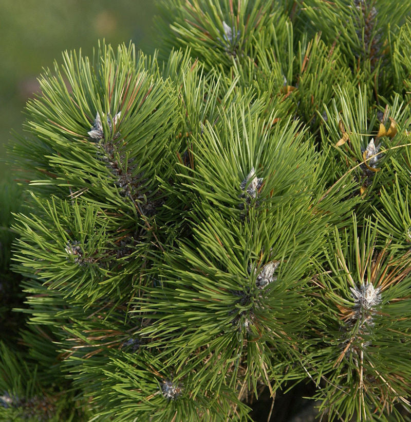 Zwerg Schwarzkiefer Helga 20-25cm - Pinus Nigra