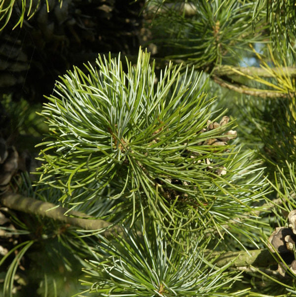 Blaue Zwerg Mädchen Kiefer Linda 30-40cm - Pinus Parviflora