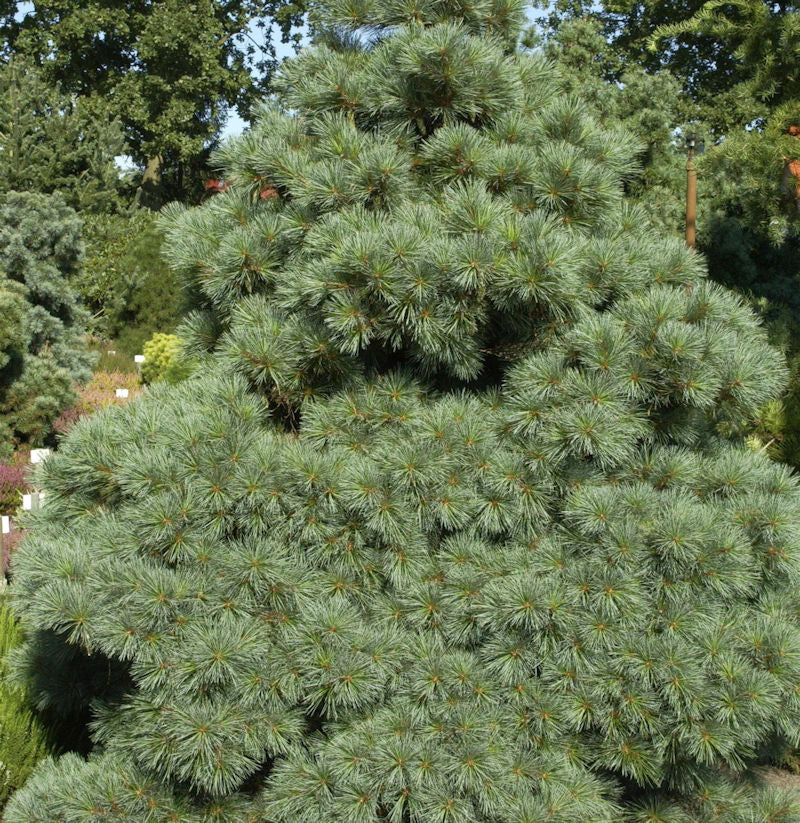 Die Zwergseidenkiefer Macopin 25-30cm - Pinus Strobus