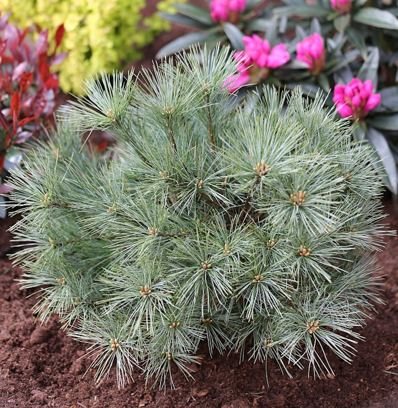 Zwergseidenkiefer Minima 30-40cm - Pinus Strobus