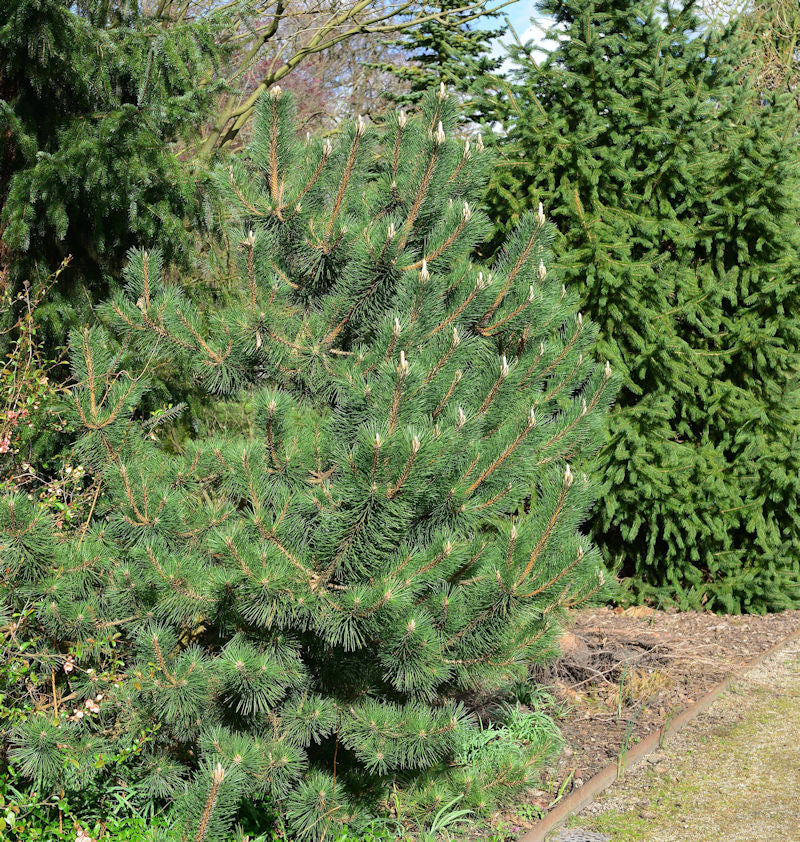 Japanische Schwarz-Kiefer Sayonara 60-70cm - Pinus Thunbergii