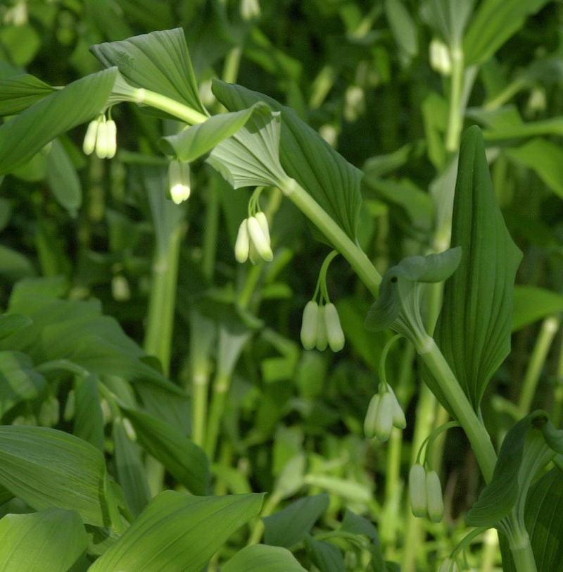 Hoher Salomonssiegel Weihenstephan - Polygonatum Hybrid