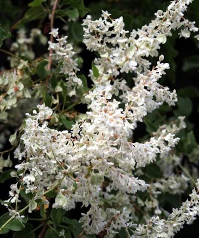 Schlingknöterich 40-60cm - Polygonum Aubertii