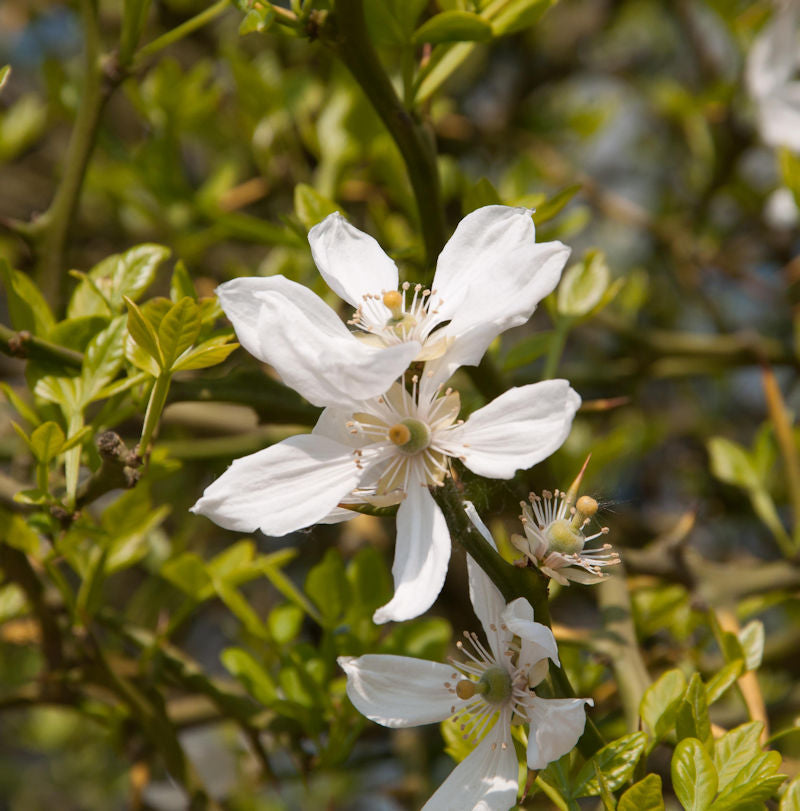 Bitterorange 60-80cm - Poncirus Trifoliata