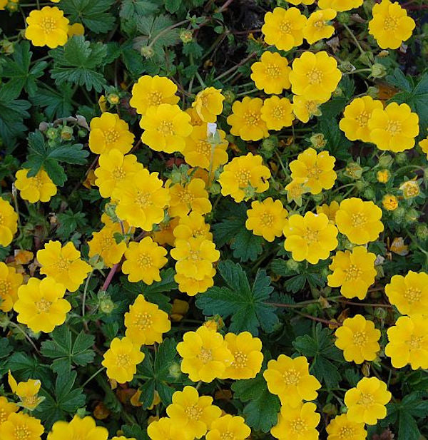 Fingerkraut Yellow Queen - Potentilla Cultorum