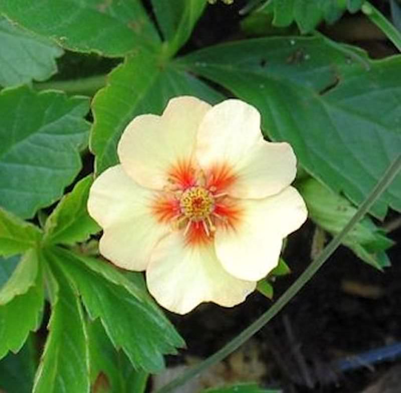 Garten Fingerkraut - Potentilla Tonguei