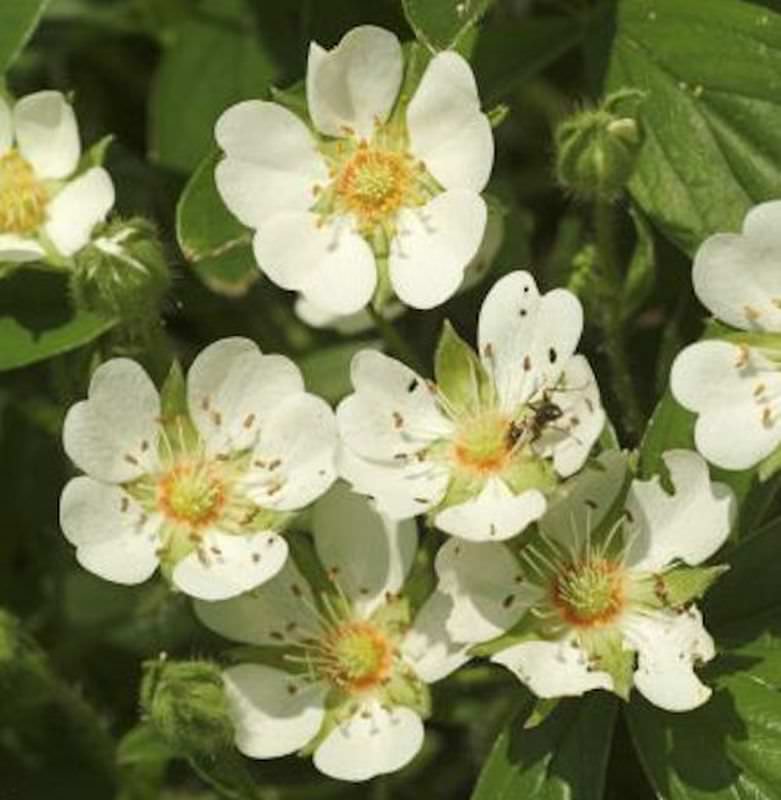10x Teppich Fingerkraut Nuuk - Potentilla Tridentata