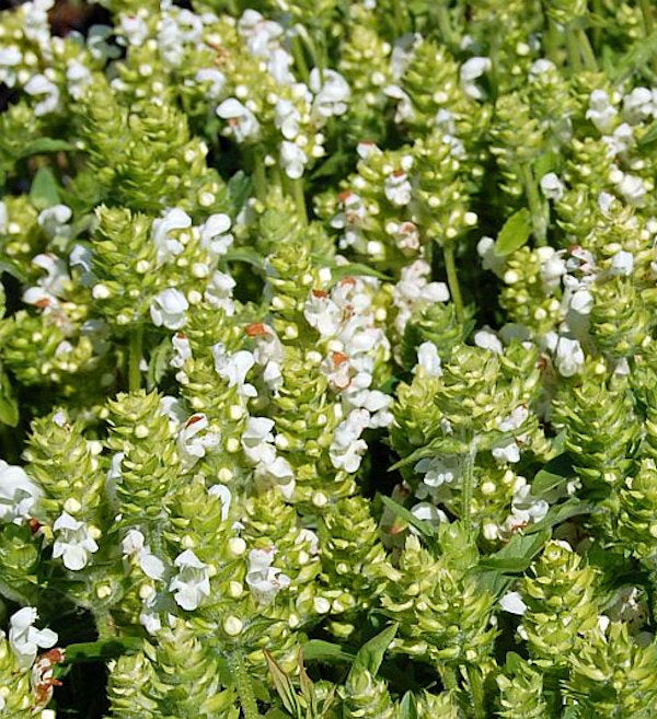Großblütige Braunelle Alba - Prunella Grandiflora