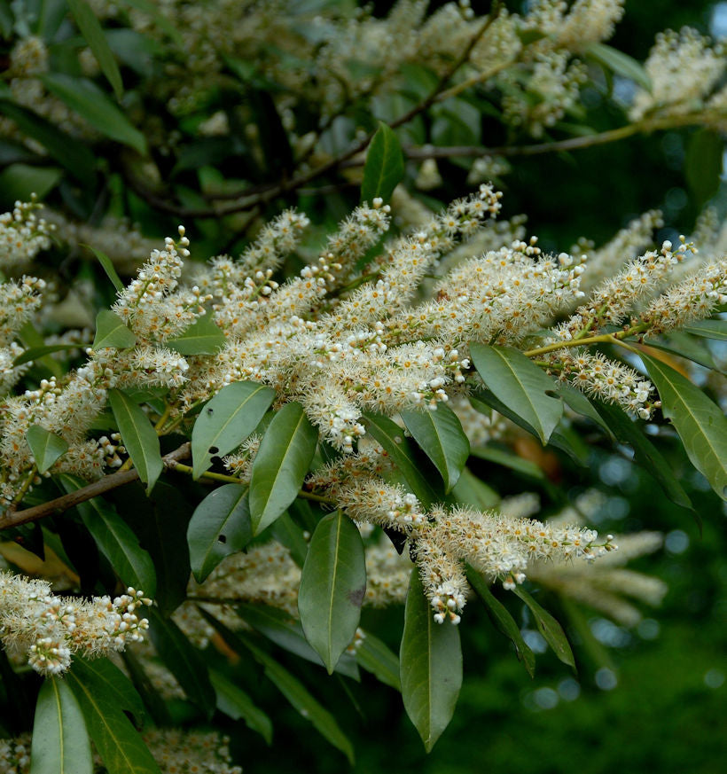 Breitwachsende Lorbeerkirsche Otto Luyken 20-30cm - Prunus Laurocerasus