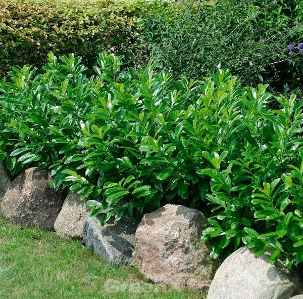 Kaukasische Lorbeerkirsche 30-40cm - Prunus Laurocerasus