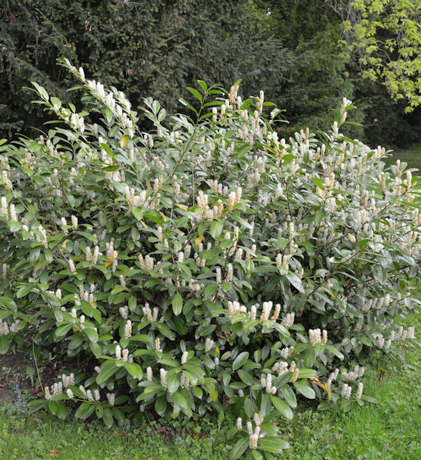 Zwerglorbeerkirsche Piri 40-50cm - Prunus Laurocerasus