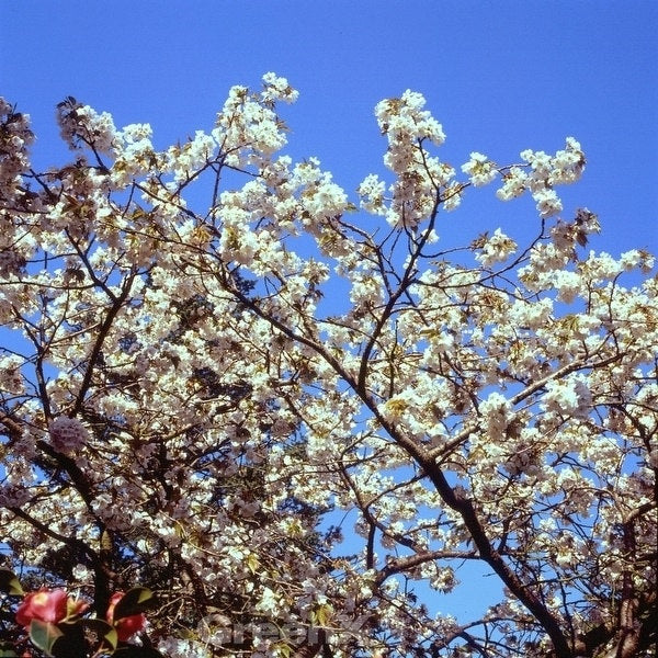 Japanische Blütenkirsche Tai Haku 60-80cm - Prunus Serrulata