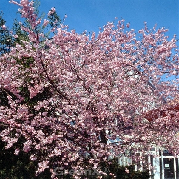 Rosa Winterkirsche 100-125cm - Prunus Subhirtella