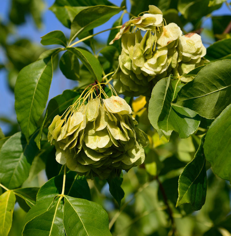 Kleeulme 60-80cm - Ptelea Trifoliata