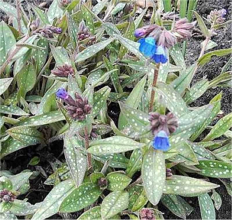 Lungenkraut Blauer Hügel - Pulmonaria Longifolia