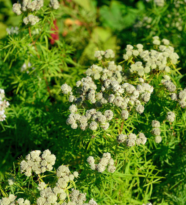 Dünnblättrige Scheinbergminze - Pycnanthemum Flexuosum