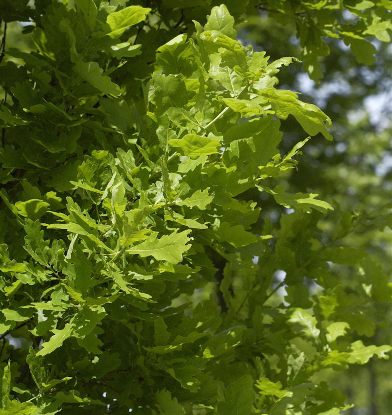 Säulen Eiche Koster 125-150cm - Quercus Robur Fastigiata