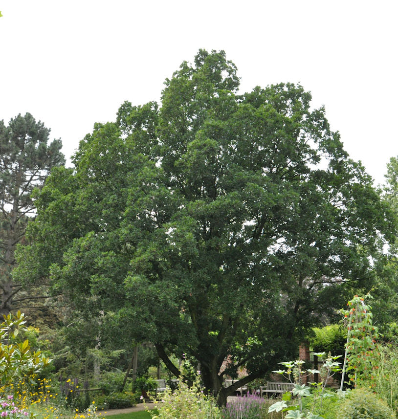 Wintergrüne Eiche 60-80cm - Quercus Turneri