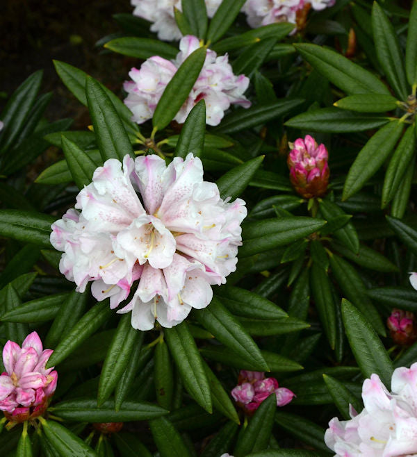 Großblumige Rhododendron Blewbury 50-60cm - Alpenrose