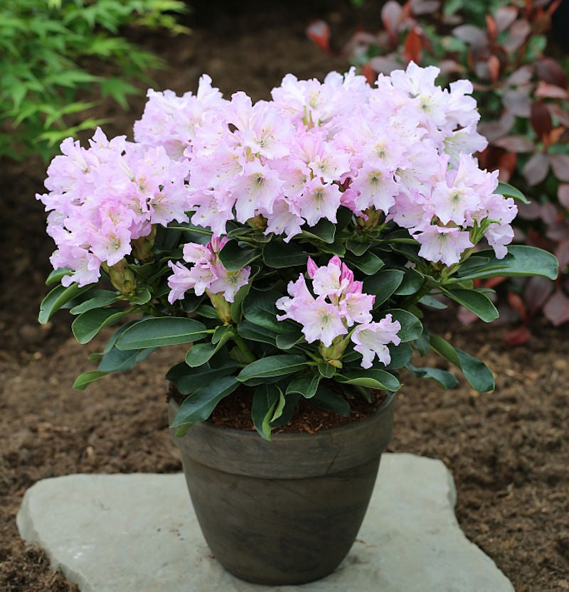 Großblumige Rhododendron Dufthecke Lila 60-70cm - Alpenrose