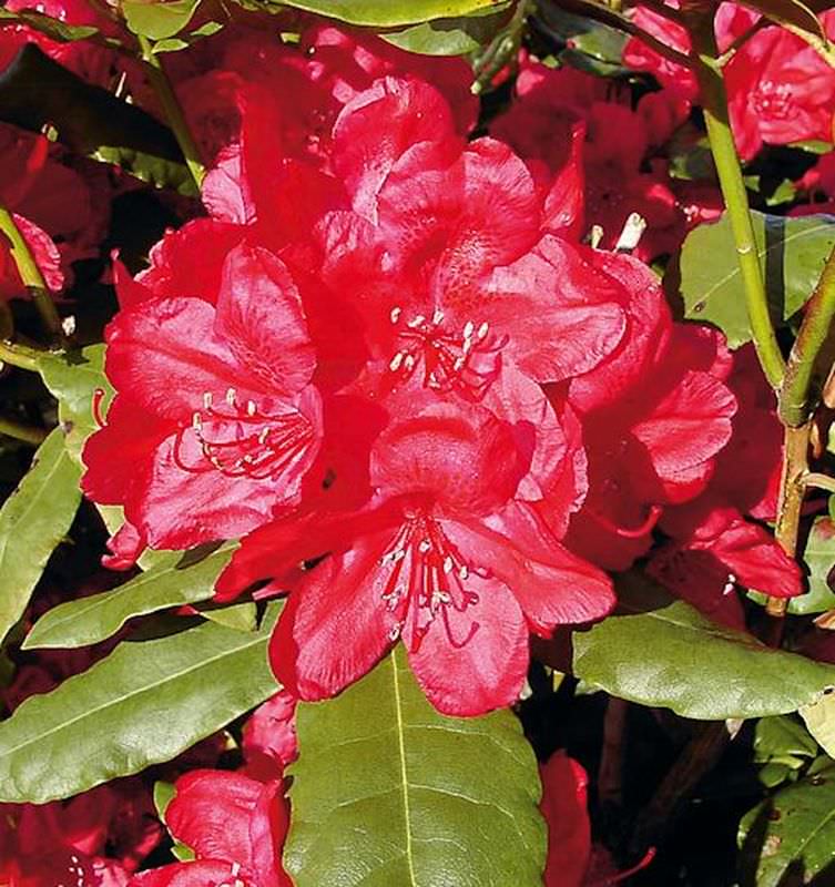 Großblumige Rhododendron Hachmanns Feuerschein® 30-40cm - Alpenrose
