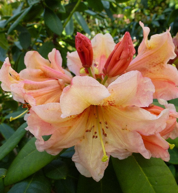 INKARHO - Großblumige Rhododendron Macarena 30-40cm - Alpenrose