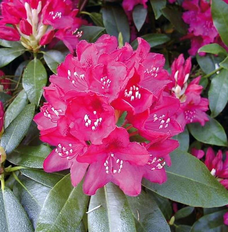 Großblumige Rhododendron Nova Zembla 30-40cm - Alpenrose