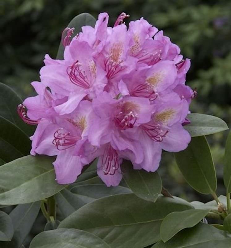 Großblumige Rhododendron Pink Purple Dream 70-80cm - Alpenrose