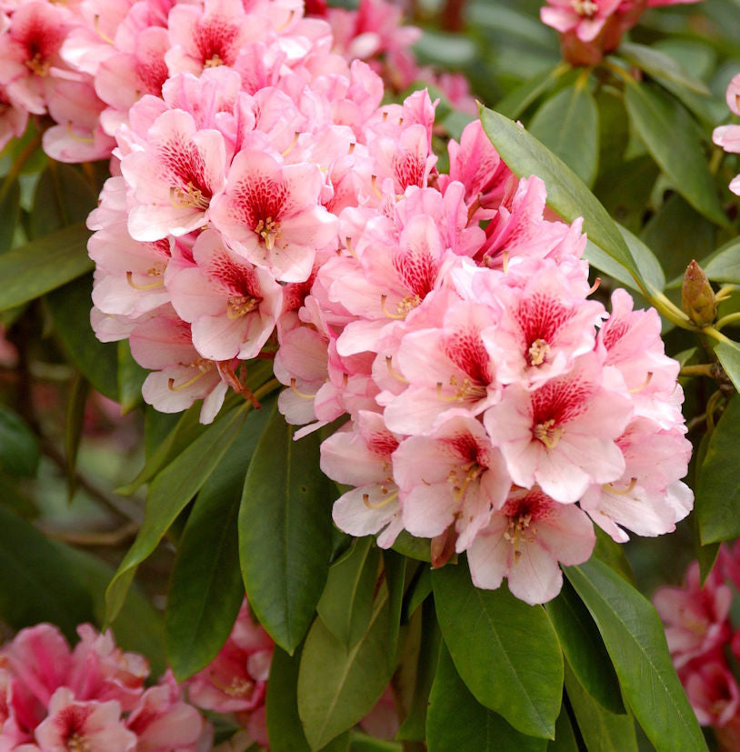 INKARHO - Großblumige Rhododendron Off Shot 30-40cm - Alpenrose