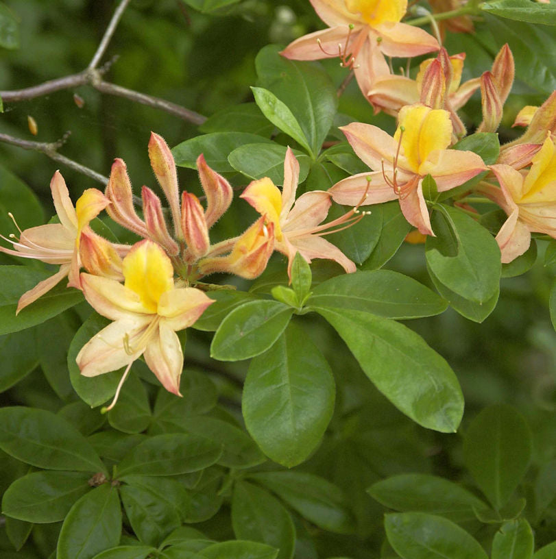Sommergrüne Azalee 50-60cm - Rhododendron Austrinum