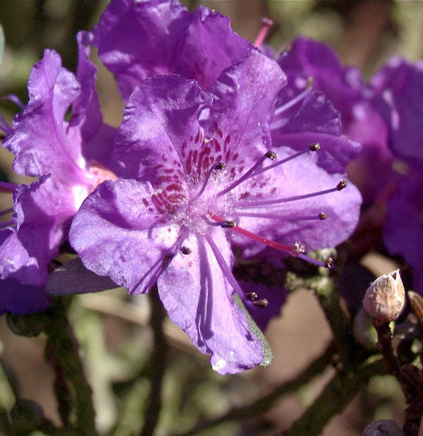 Rhododendron Rocks Form 15-20cm - Rhododendron Calostrotum