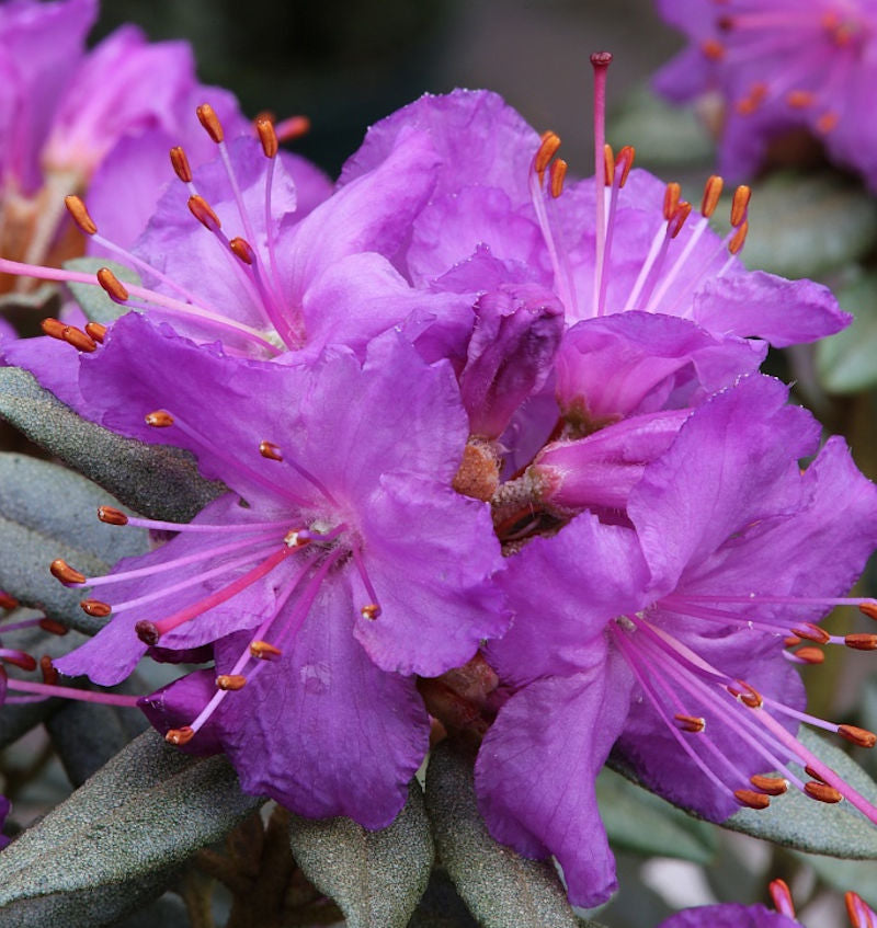 Zwerg Rhododendron Saint Merryn 15-20cm - Rhododendron Impeditum - Zwerg Alpenrose