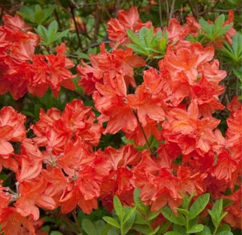 Azalee Balzac 30-40cm - Rhododendron Luteum - Alpenrose